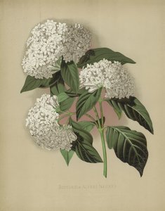 Bouvardia Alfred Neuner